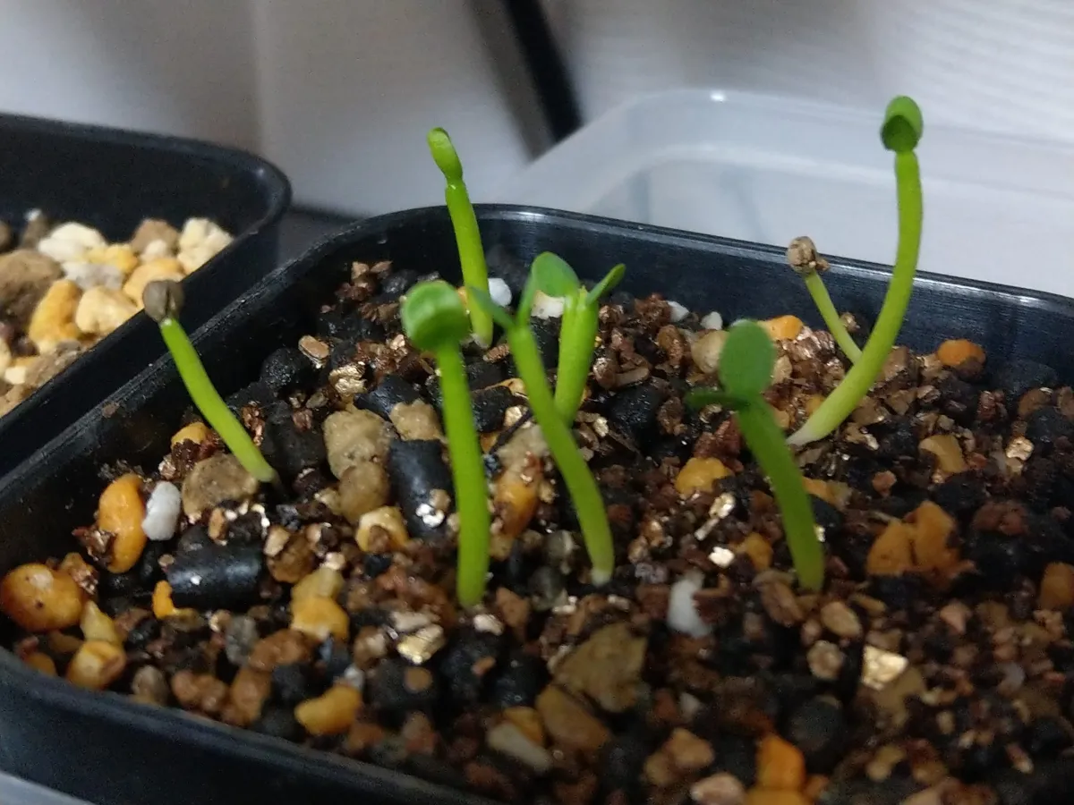 Euphorbia gorgonis (ユーフォルビア ゴルゴニス 金輪際)