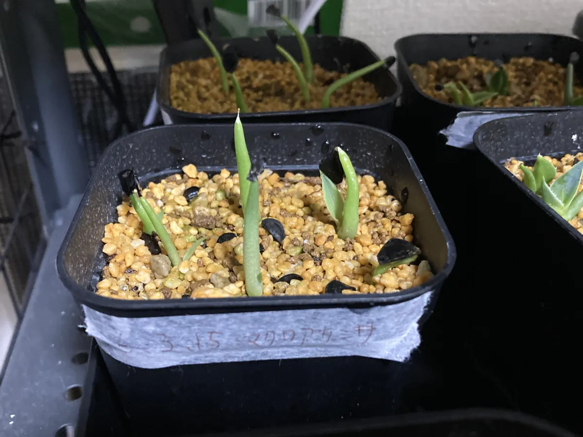 Agave macroacantha (アガベ マクロアカンサ)