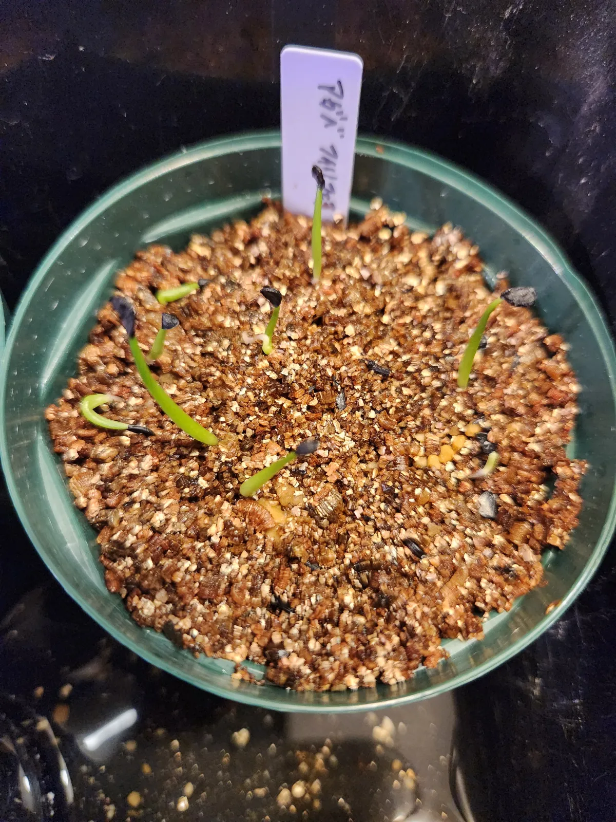 Agave filifera (アガベ フィリフェラ)