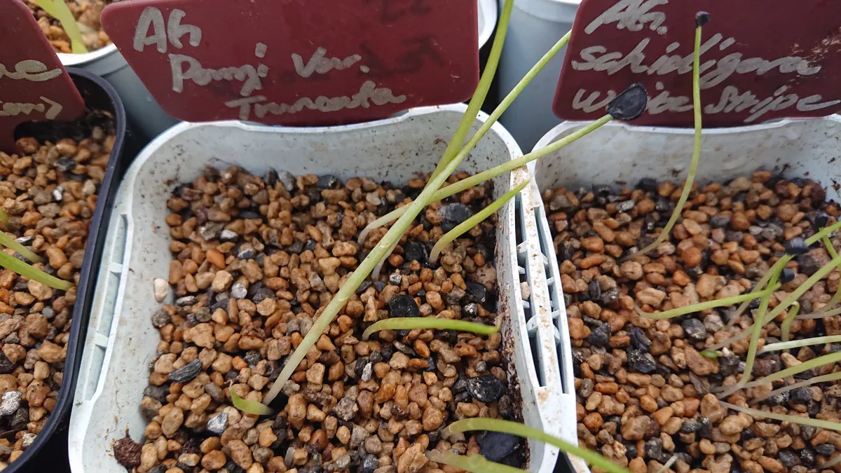 Agave parryi var. truncata (アガベ パリー トランカータ)