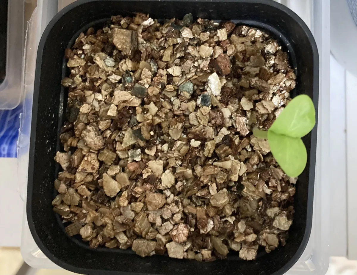 Pachypodium saundersii (パキポディウム サンデルシー)