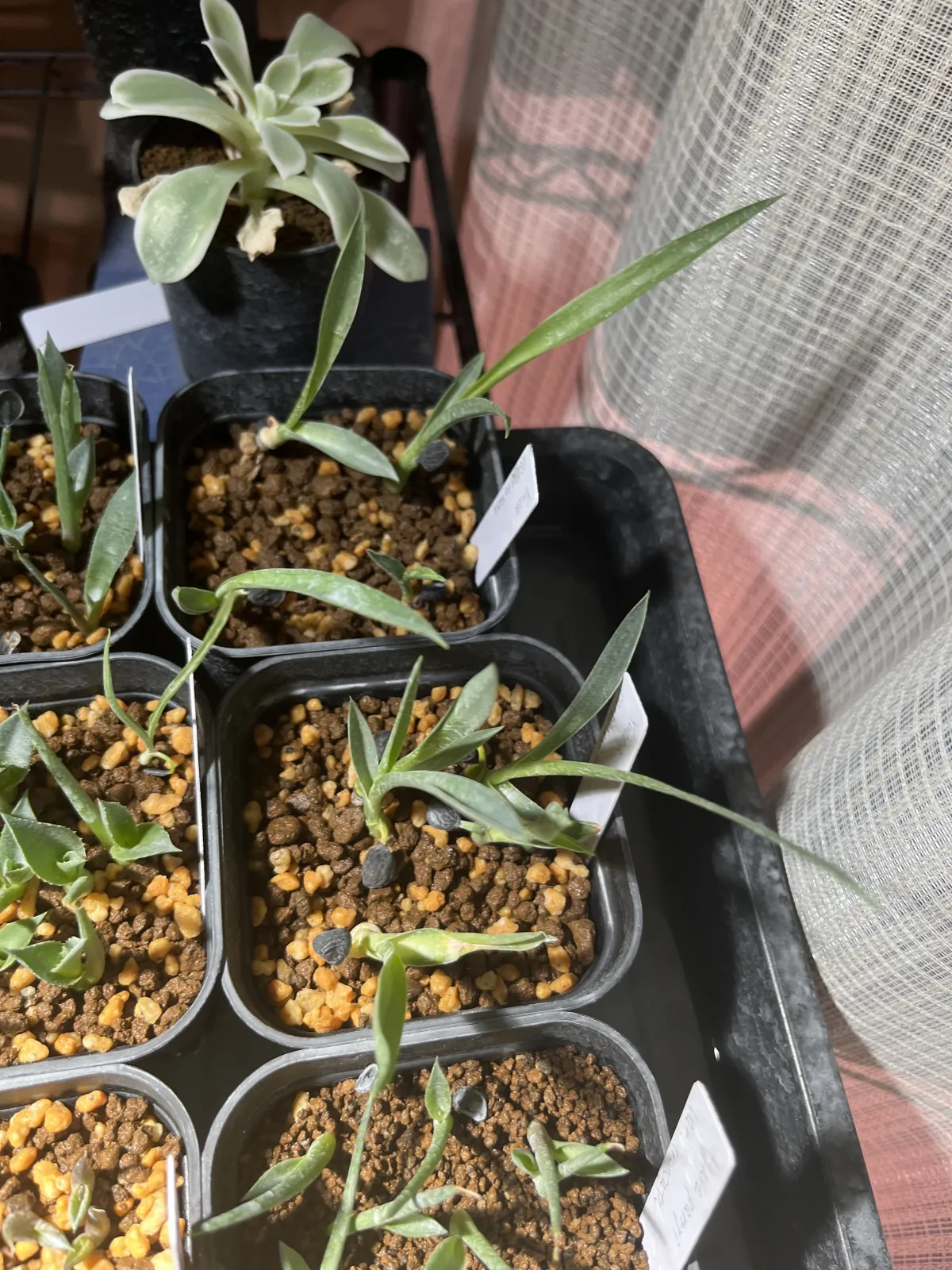 Yucca carnerosana (ユッカ カルネロサーナ)