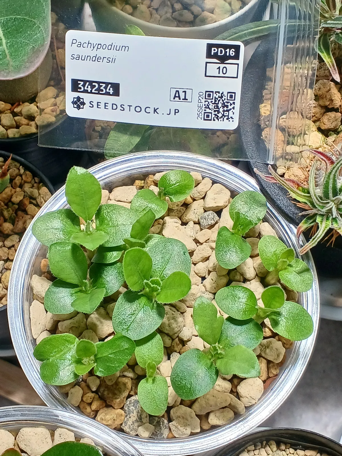 Pachypodium saundersii (パキポディウム サンデルシー)