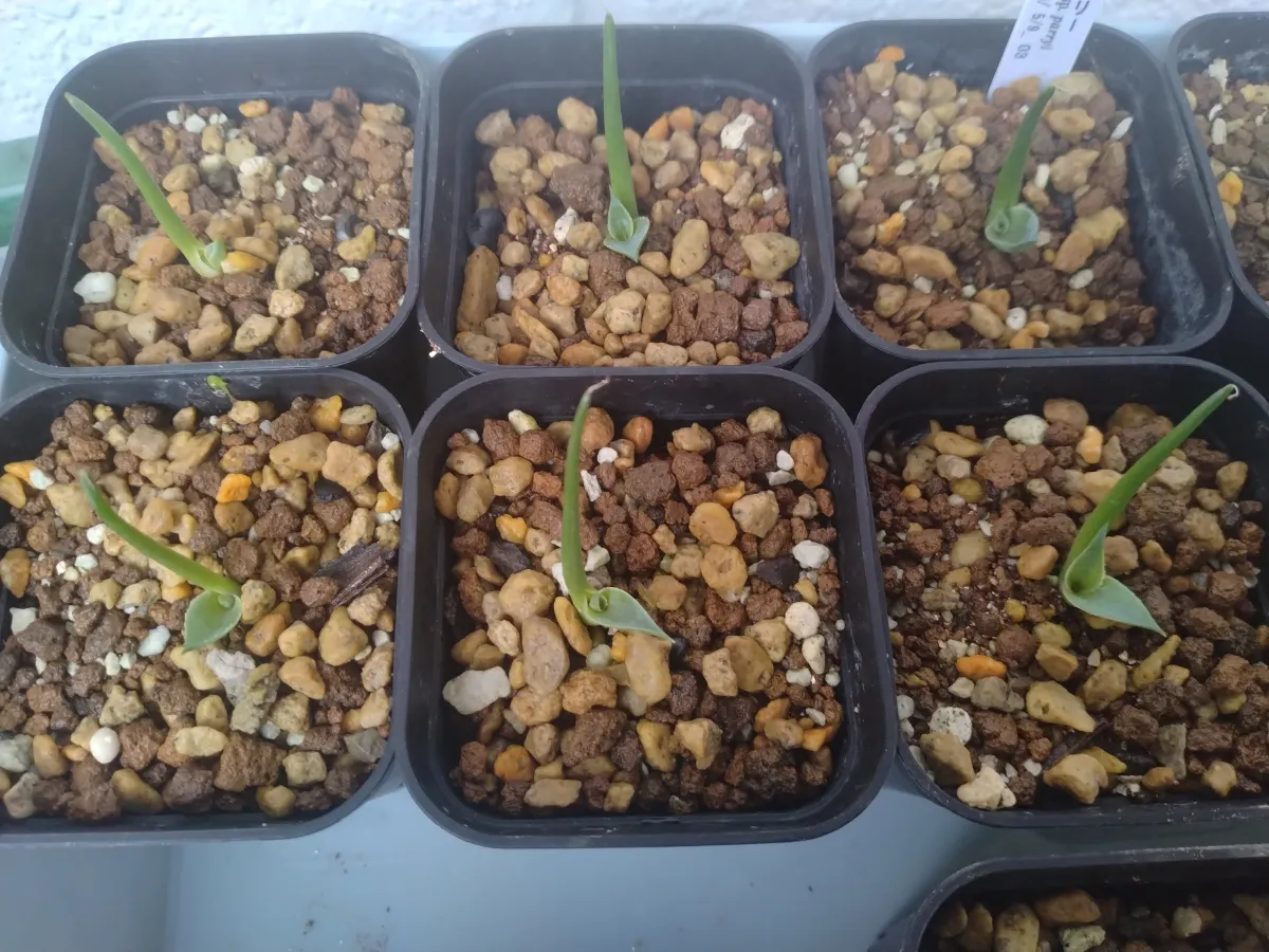 Agave parryi ssp. parryi (アガベ パリー)