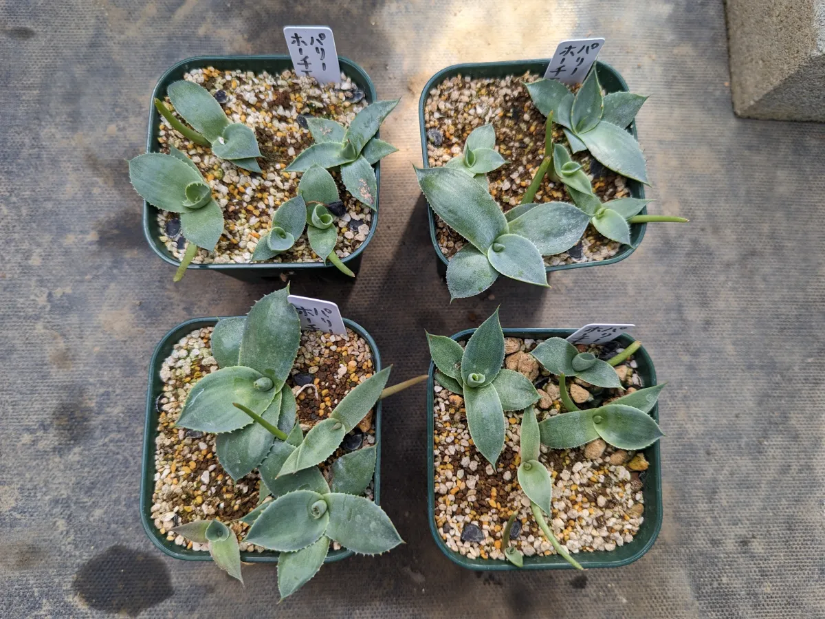 Agave parryi huachucensis Wakefield (アガベ パリー ウェイクフィールド)