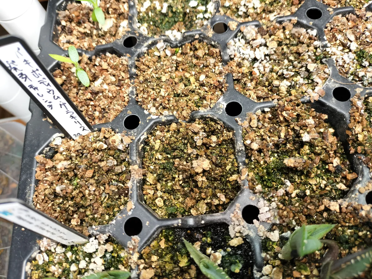 Pachypodium rosulatum var. gracilius ([無料種子] 発芽難 パキポディウム グラキリス　)