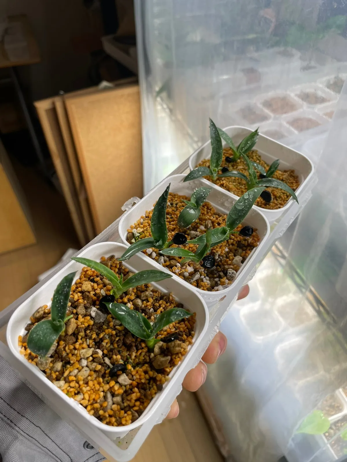 Yucca baccata var. vespertina (ユッカ バッカタ ベスペルティーナ)