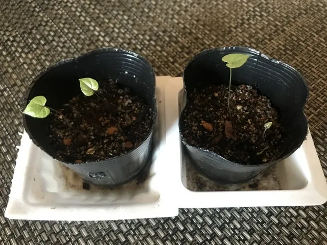 Dioscorea elephantipes (ディオスコレア エレファンティペス)