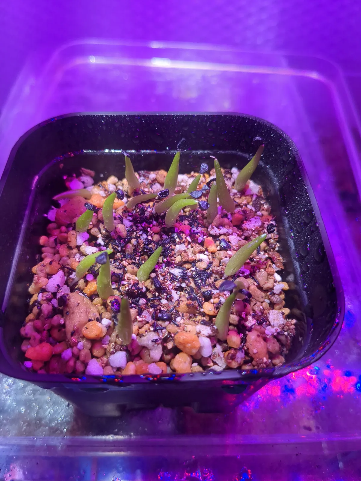 Agave victoriae-reginae ssp. swobodae (アガベ ビクトリアレジーナ スワボダエ)