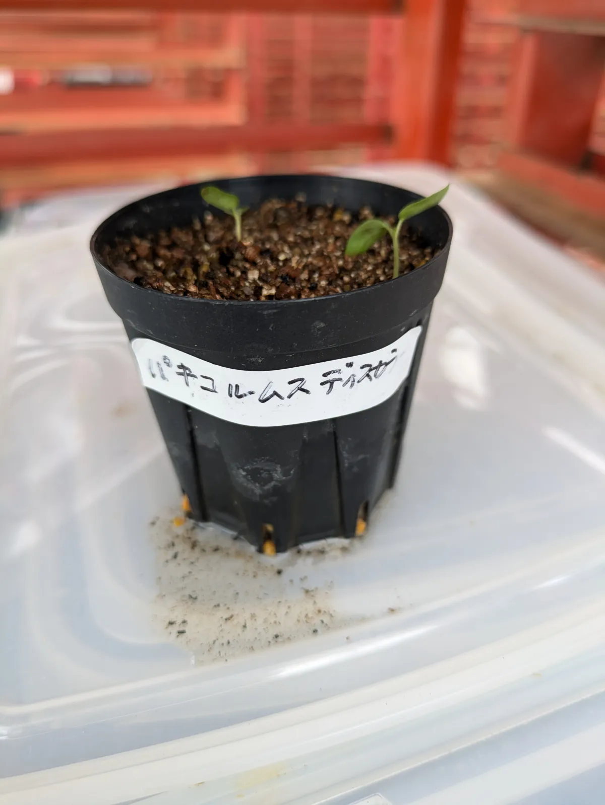 Pachycormus discolor (パキコルムス ディスカラー)