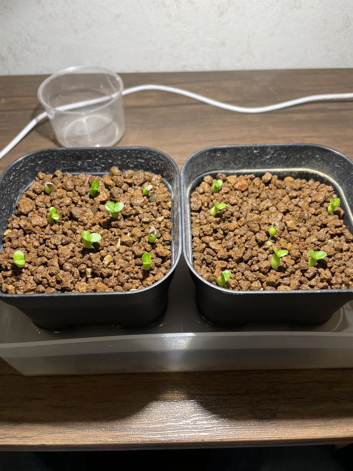 Pachypodium succulentum (パキポディウム サキュレンタム)