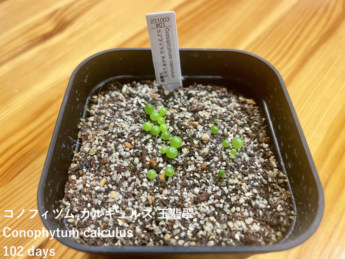 Conophytum calculus (コノフィツム カルキュルス 玉翡翠)