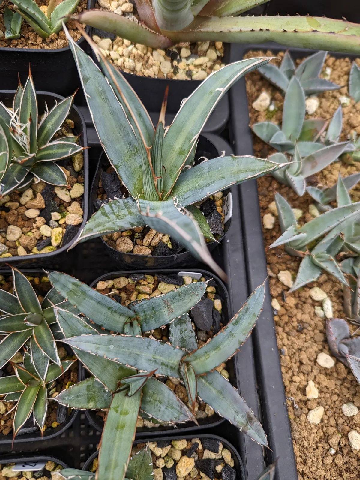 Agave difformis (アガベ ディフォルミス アズール)