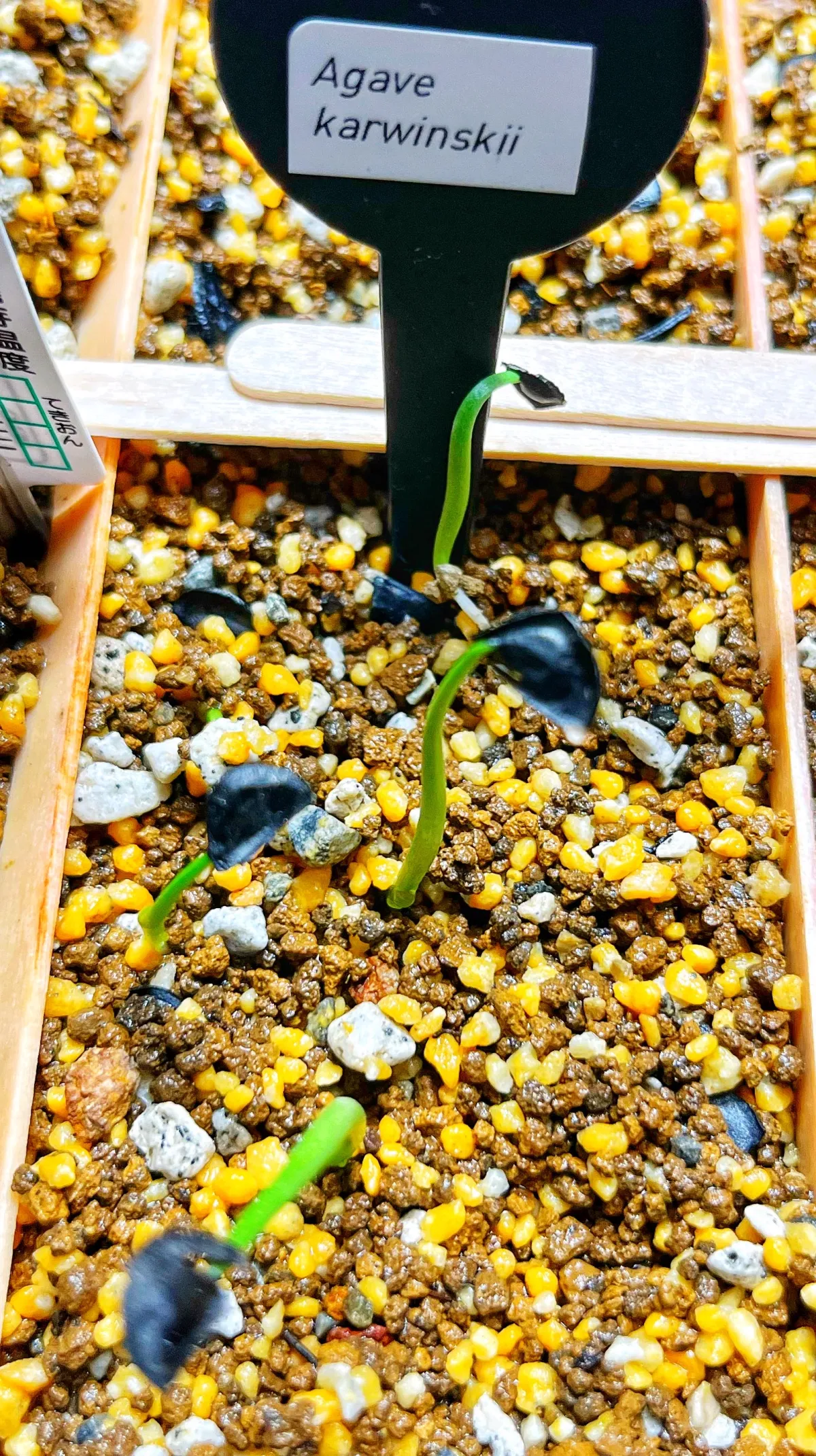 Agave karwinskii (アガベ カルウィンスキー)