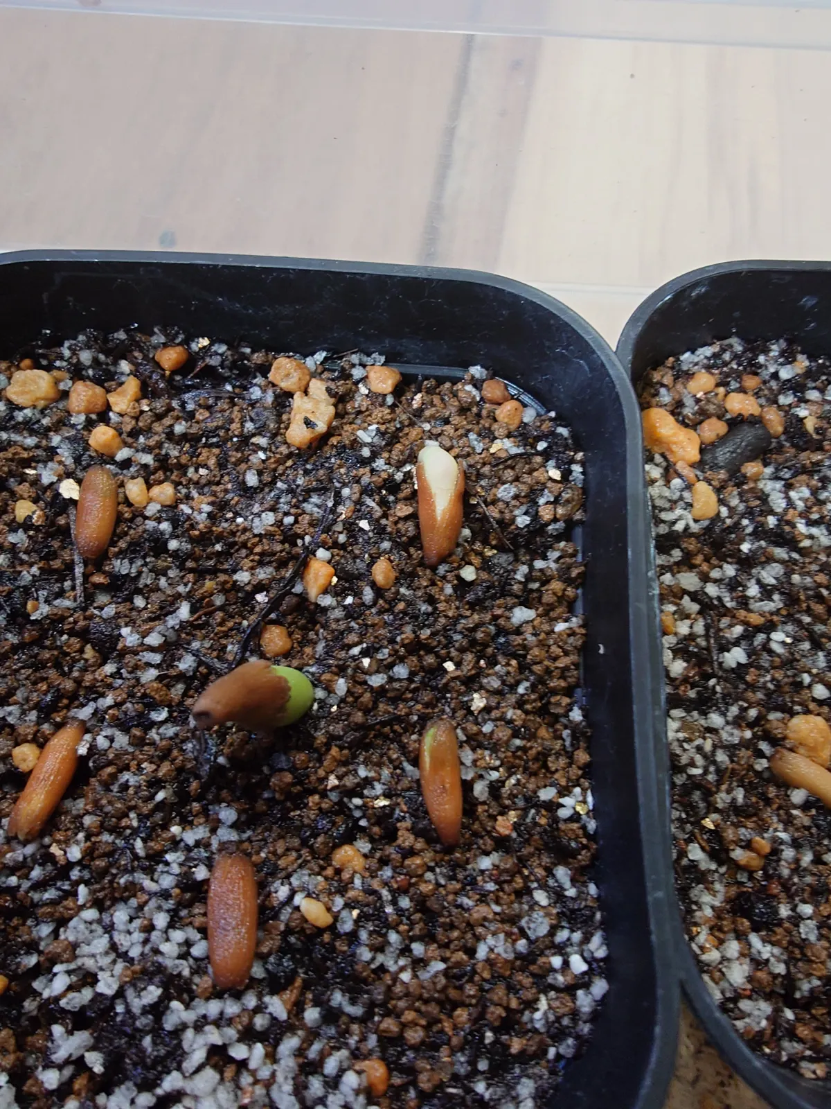 DHA Adenium thai socotranum DHA (アデニウム)