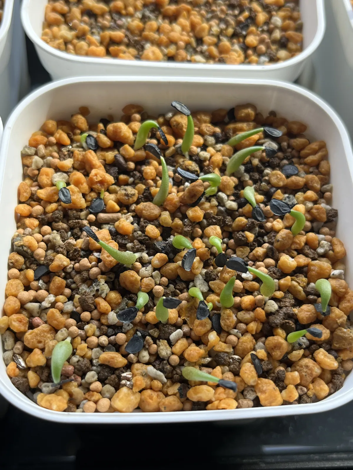 Agave titanota Blue Lot. (アガベ チタノタブルー)