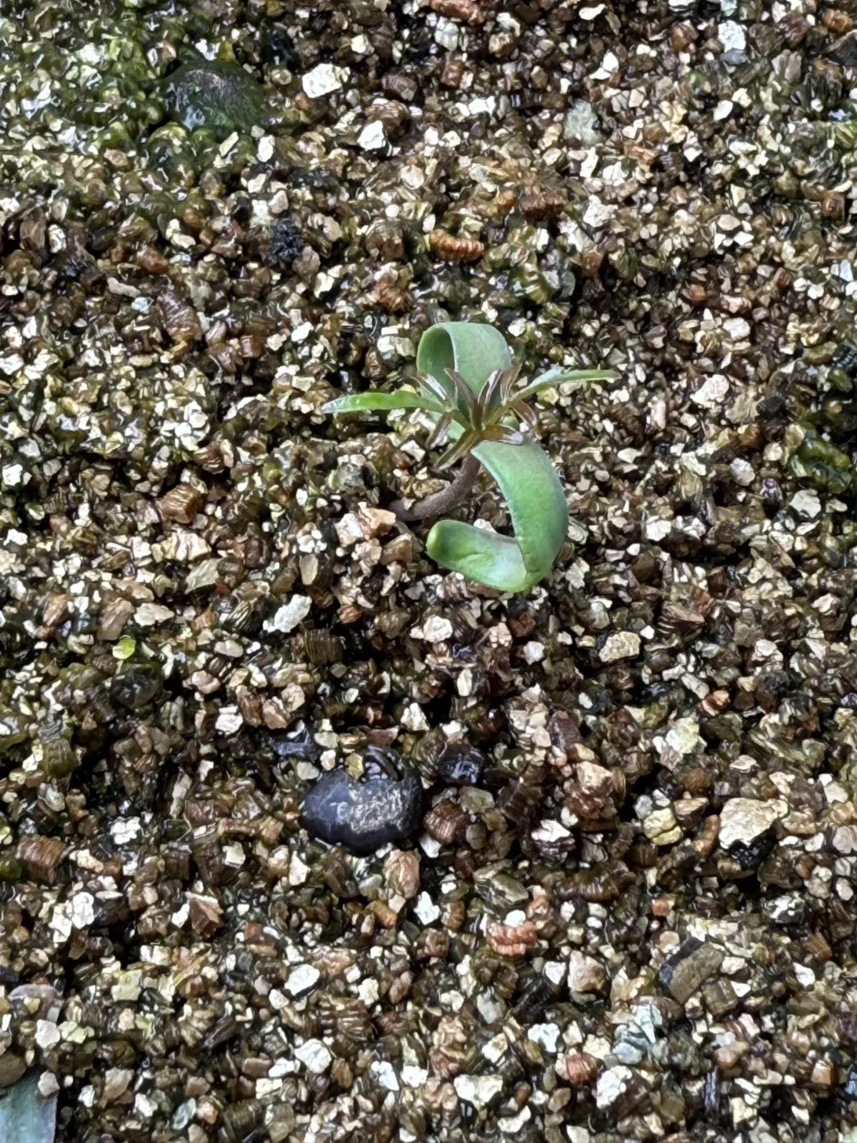 Operculicarya pachypus Lot. (オペルクリカリア パキプス)