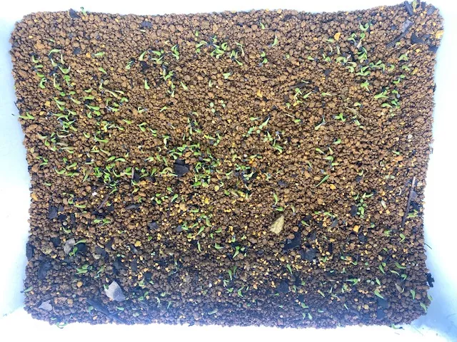 Agave oteroi Lot. (アガベ オテロイ)