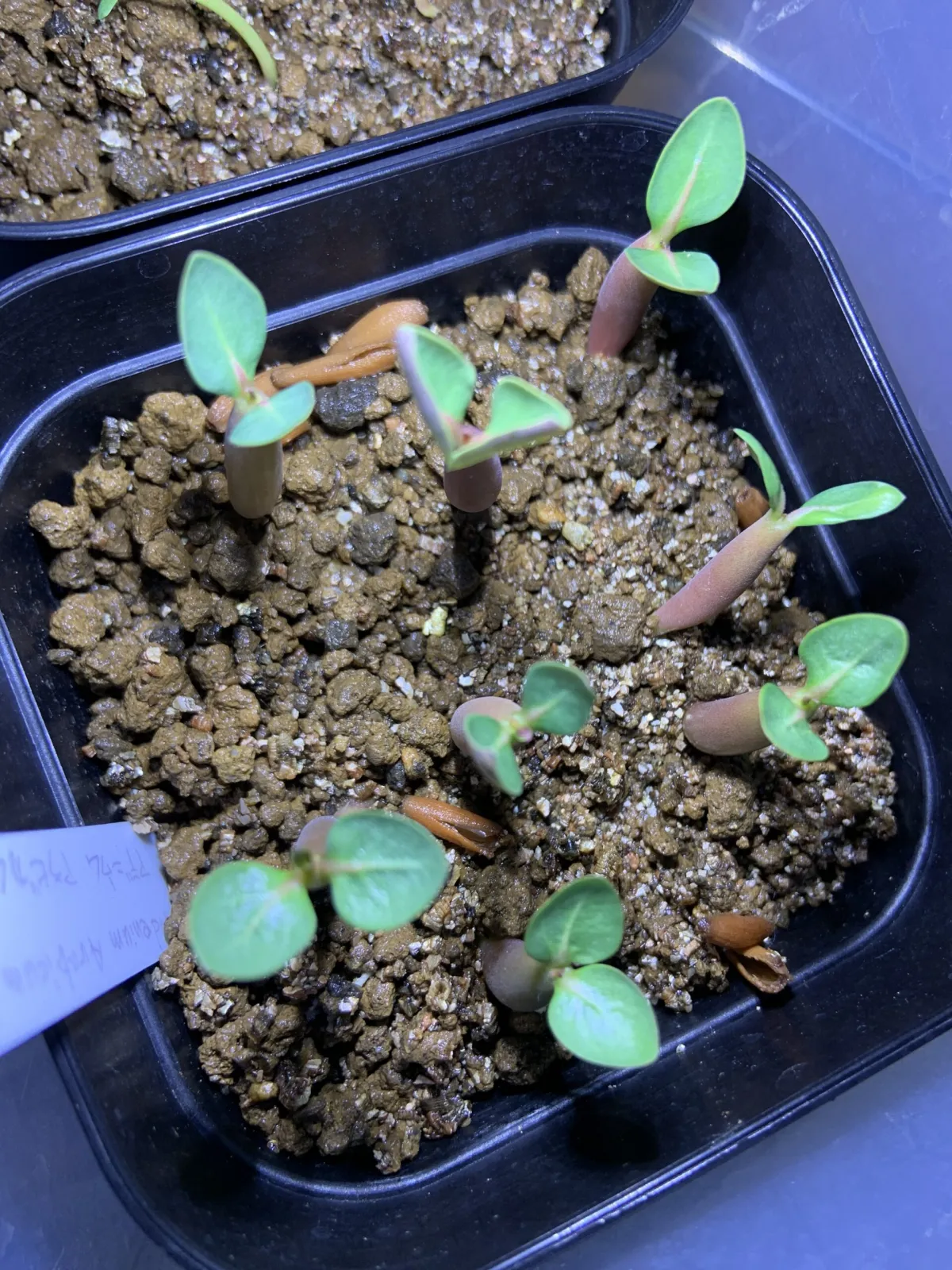 Adenium arabicum Black stem (アデニウム アラビカム ブラックステム)