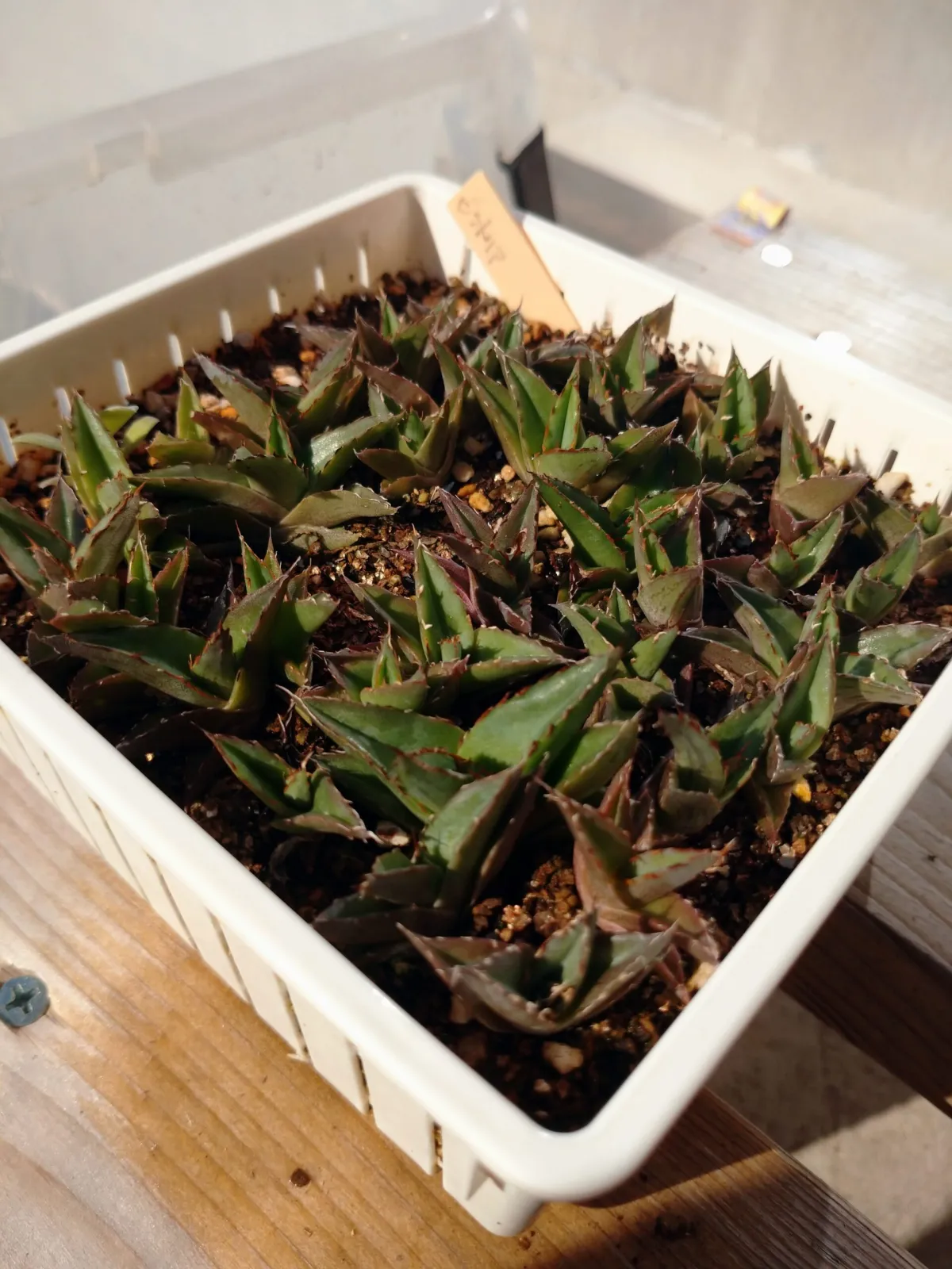 Agave victoriae-reginae var. compact (アガベ ビクトリアレジーナコンパクト)