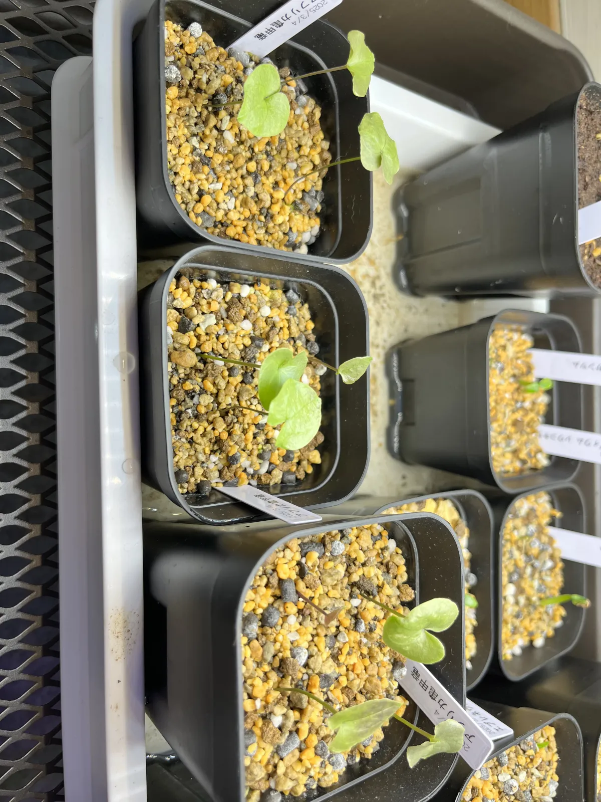 Dioscorea elephantipes (ディオスコレア エレファンティペス)