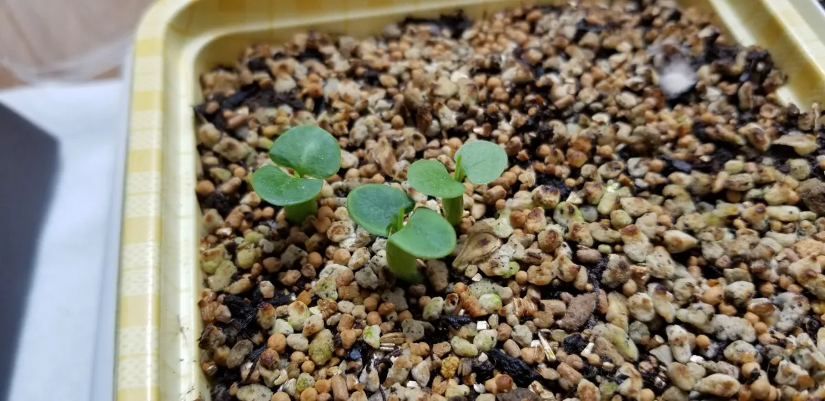 Fockea edulis (フォッケア 火星人)