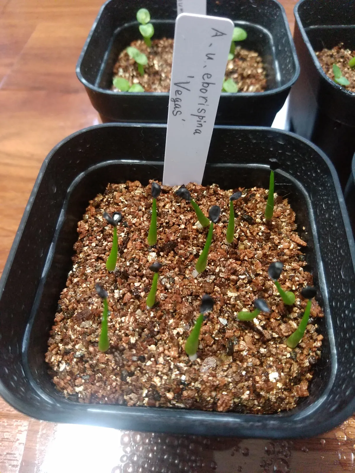 Agave utahensis var. eborispina Vegas (アガベ エボリスピナ ヴェガス)