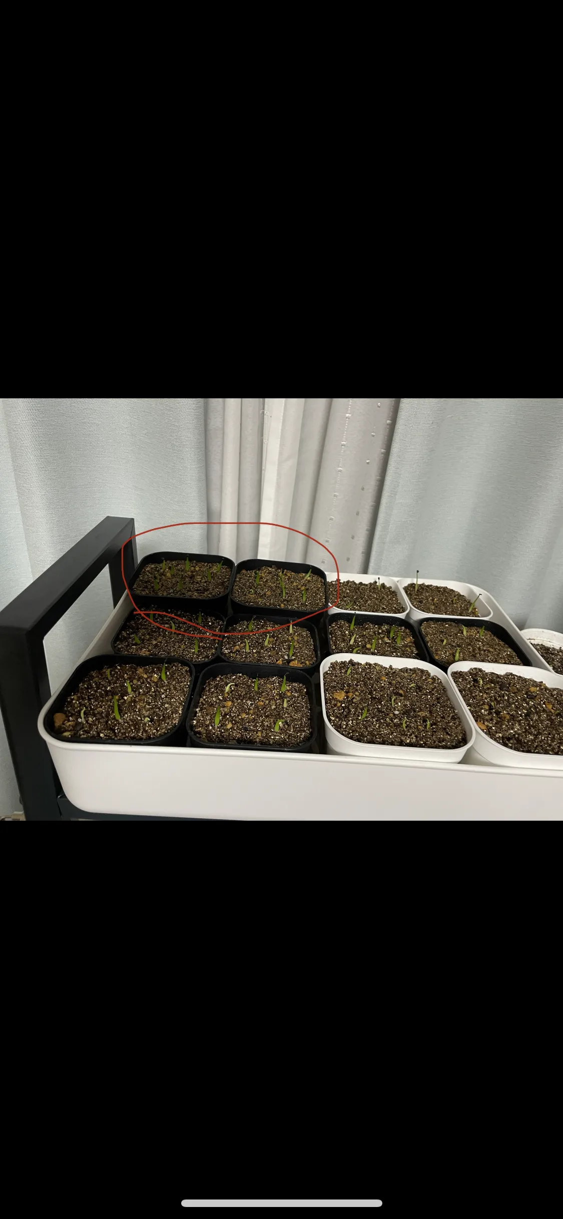 Agave victoriae-reginae ssp. victoriae-reginae (アガベ ビクトリアレジーナエ 笹の雪)