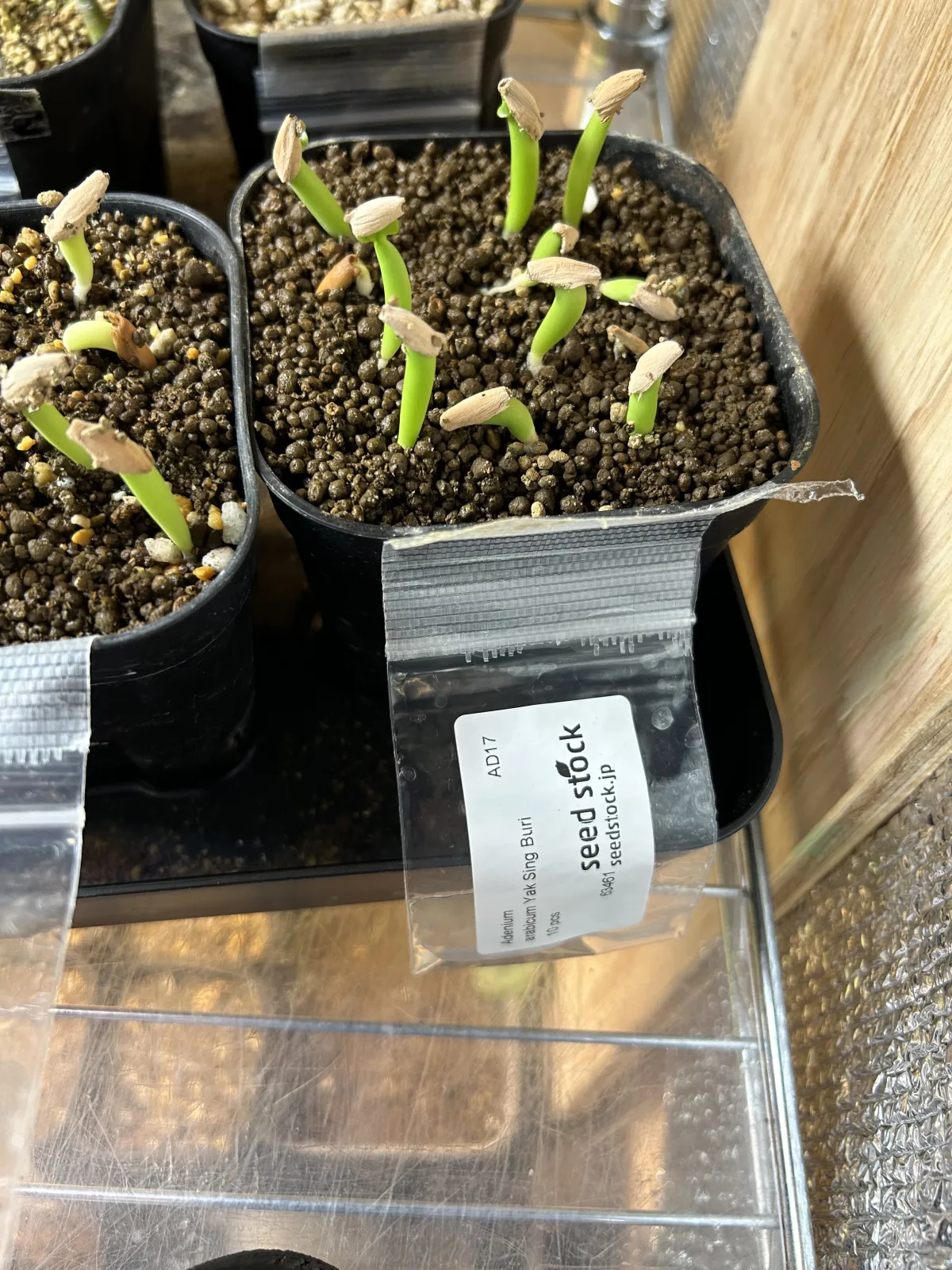 YSB Adenium arabicum Yak Sing Buri (アデニウム アラビカム)