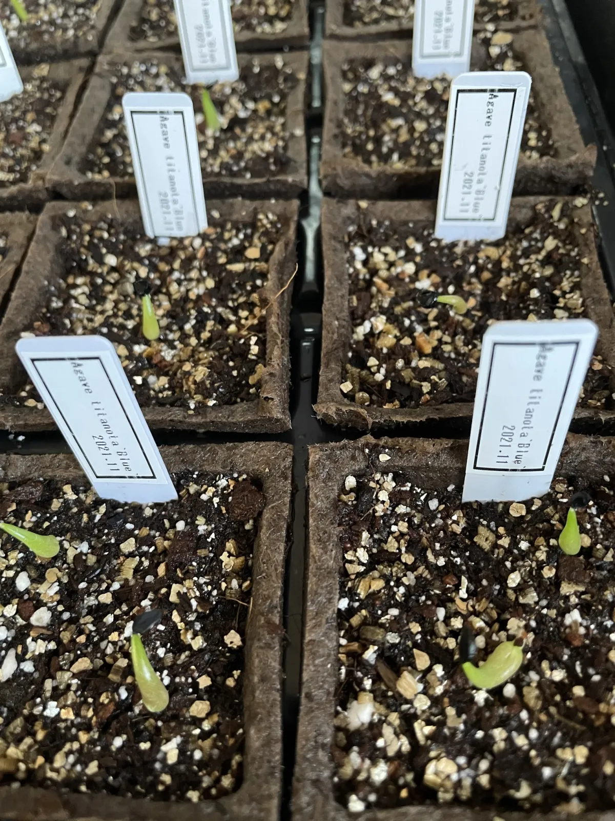 Agave titanota Blue Lot. (アガベ チタノタブルー)