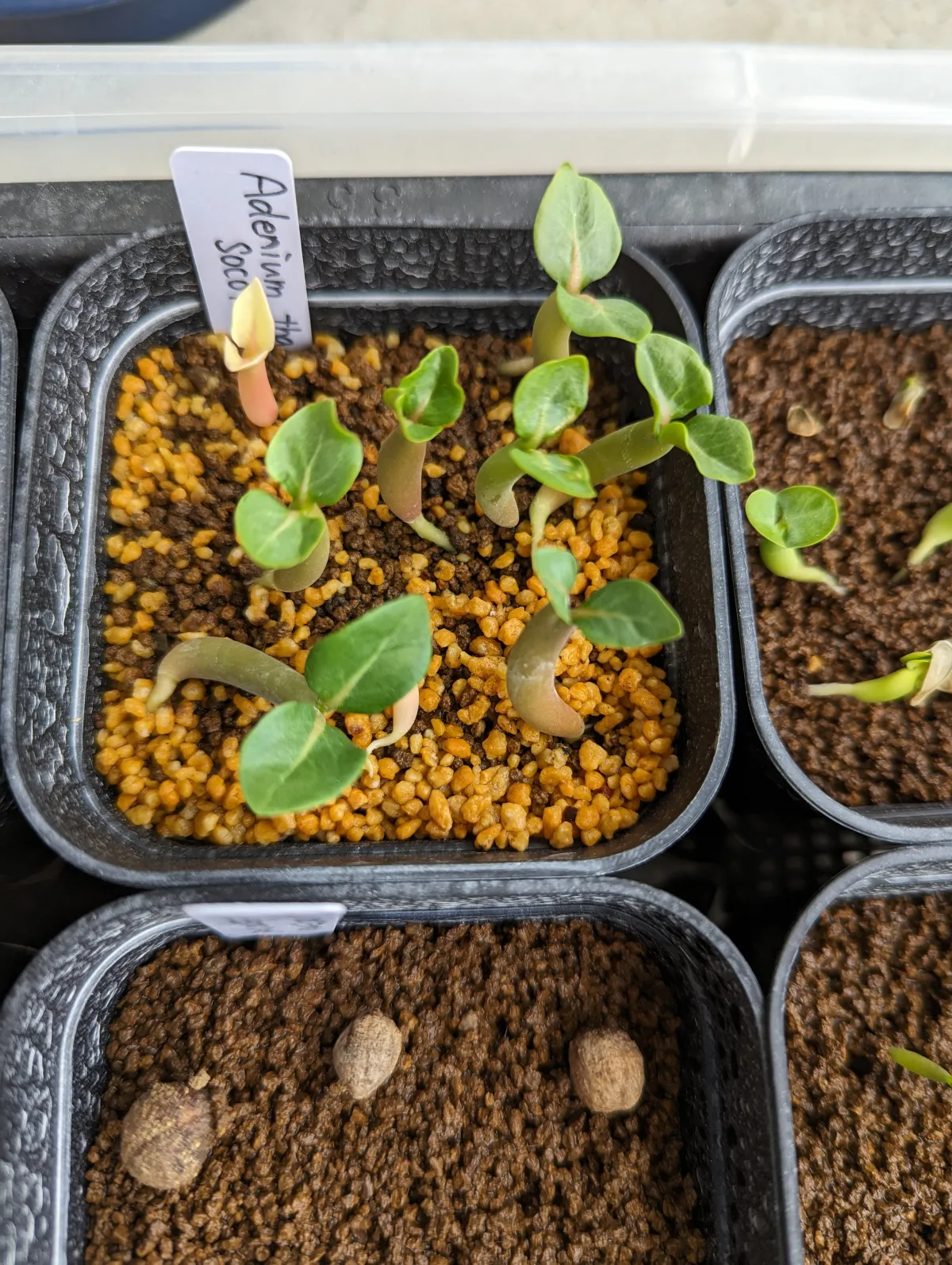 KHZ Adenium thai socotranum KHZ (アデニウム タイ ソコトラナム)