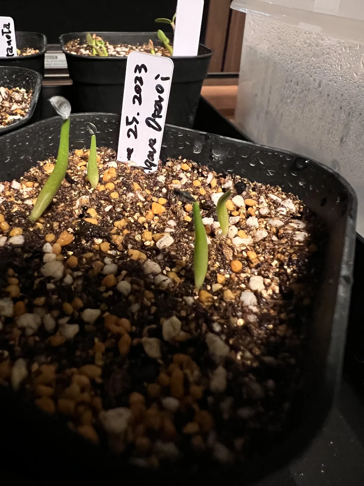 Agave oteroi Lot. (アガベ オテロイ)