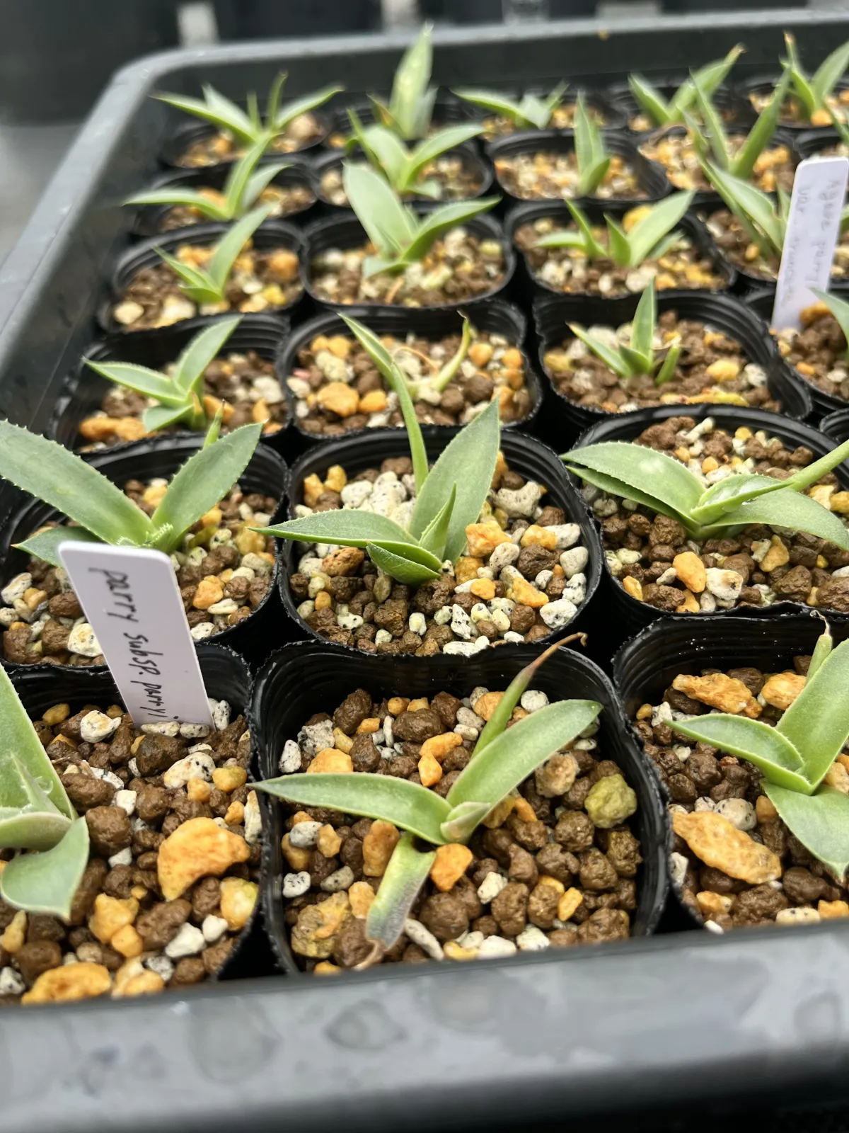 Agave parryi ssp. parryi (アガベ パリー)