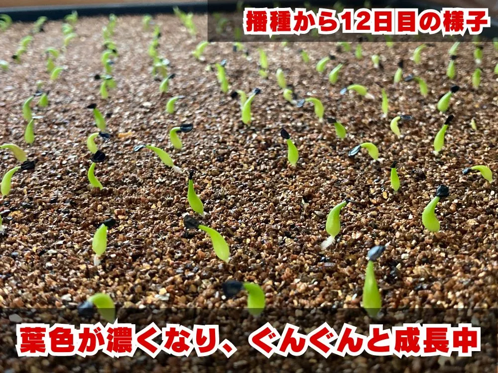 Agave oteroi Lot. (アガベ オテロイ)