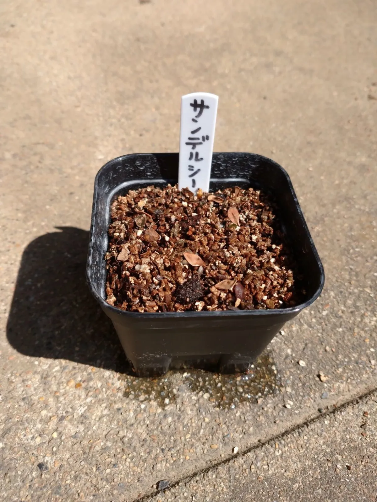 Pachypodium saundersii (パキポディウム サンデルシー)