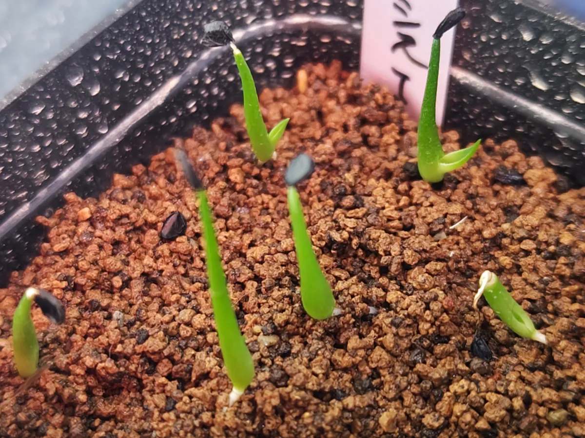 Agave utahensis nevadensis (アガベ ネヴァデンシス)