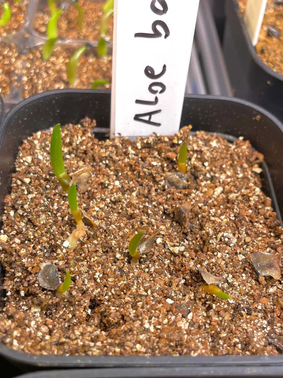 Aloe barberae (アロエ バルベラエ)