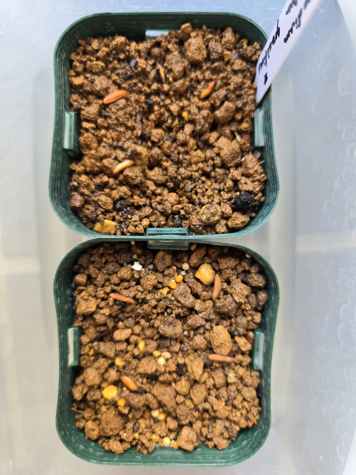 Pachypodium rosulatum var. gracilius ([無料種子] 発芽難 パキポディウム グラキリス　)