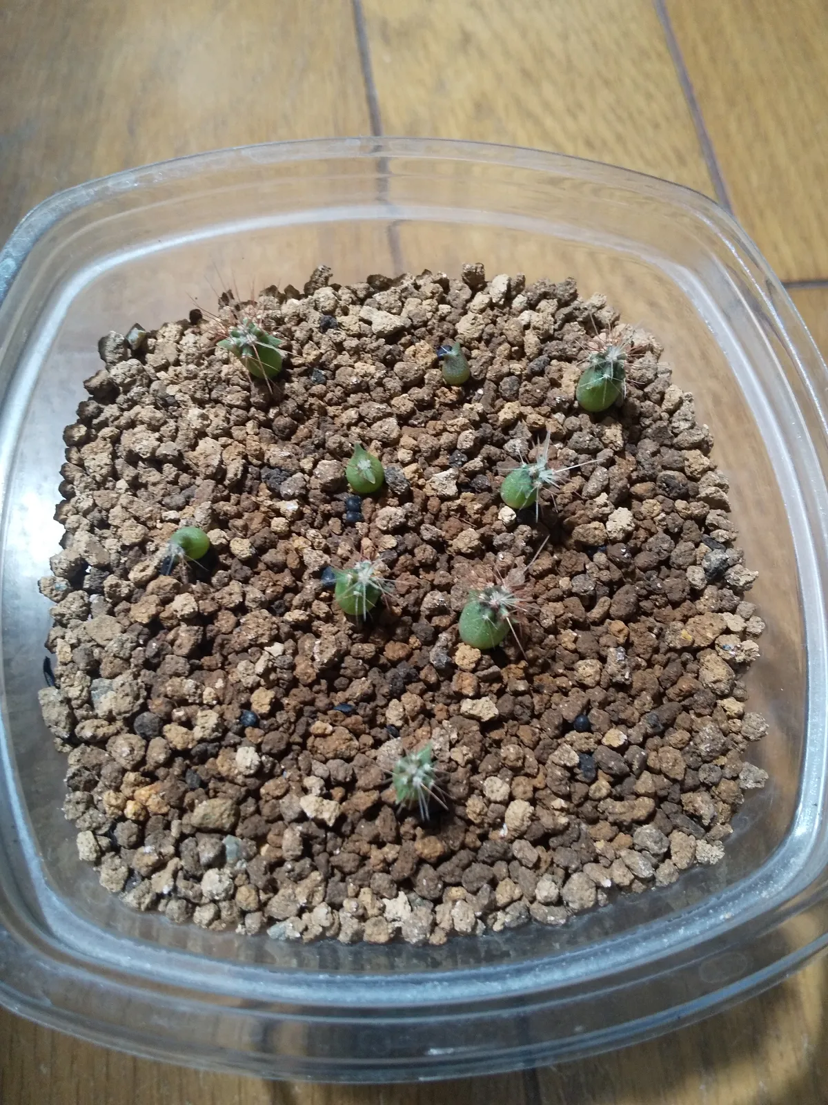 Ferocactus emoryi ssp. emoryi (フェロカクタス エモリー)