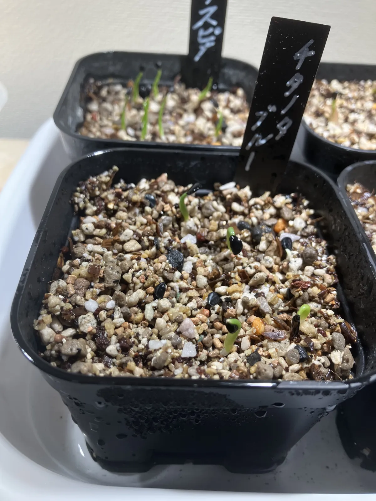 Agave titanota Blue Lot. (アガベ チタノタブルー)