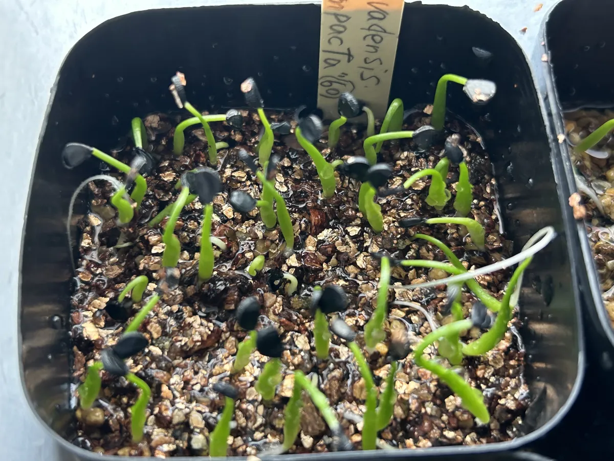 Agave utahensis v. nevadensis Compacta (アガベ ネバデンシス コンパクタ)