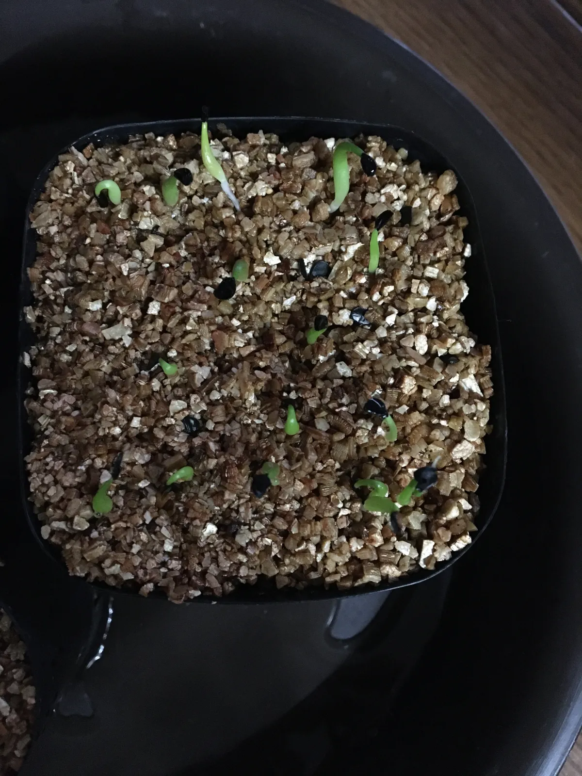 Agave oteroi Lot. (アガベ オテロイ)