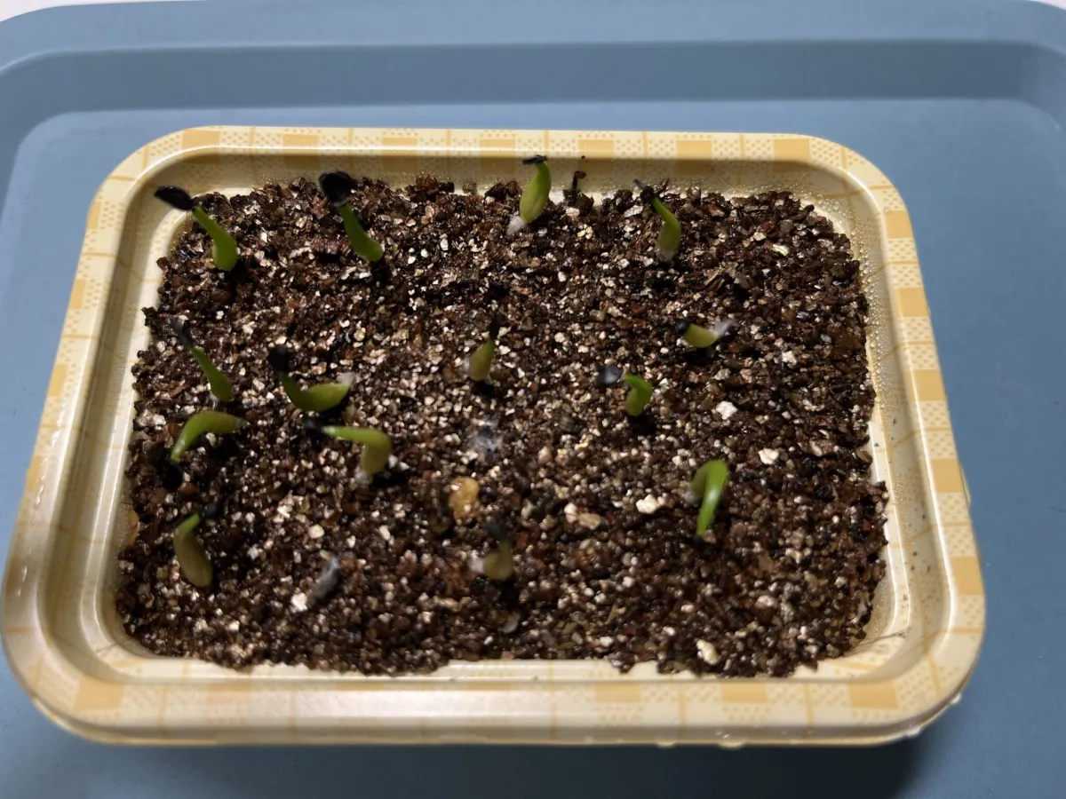 Agave oteroi Lot. (アガベ オテロイ)