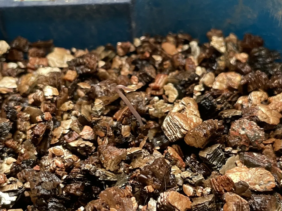Dioscorea elephantipes (ディオスコレア エレファンティペス)