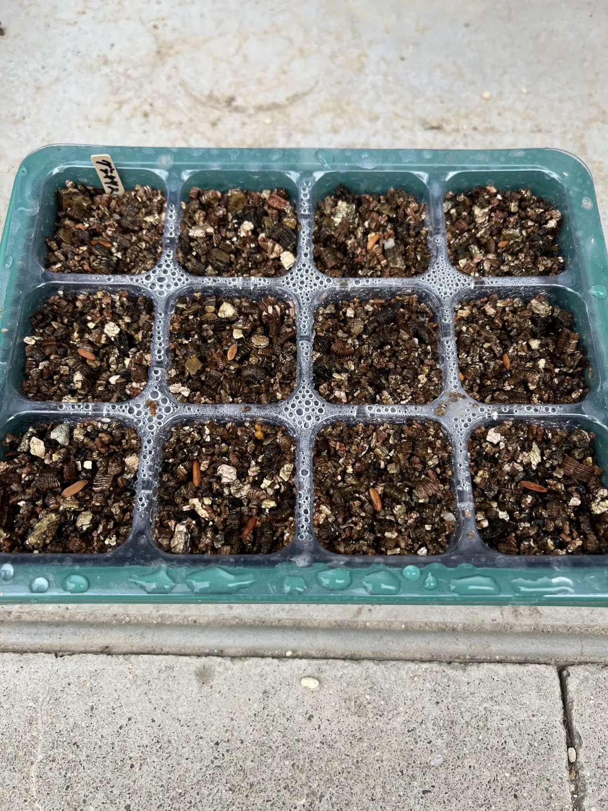 Pachypodium rosulatum var. gracilius ([無料種子] 発芽難 パキポディウム グラキリス　)