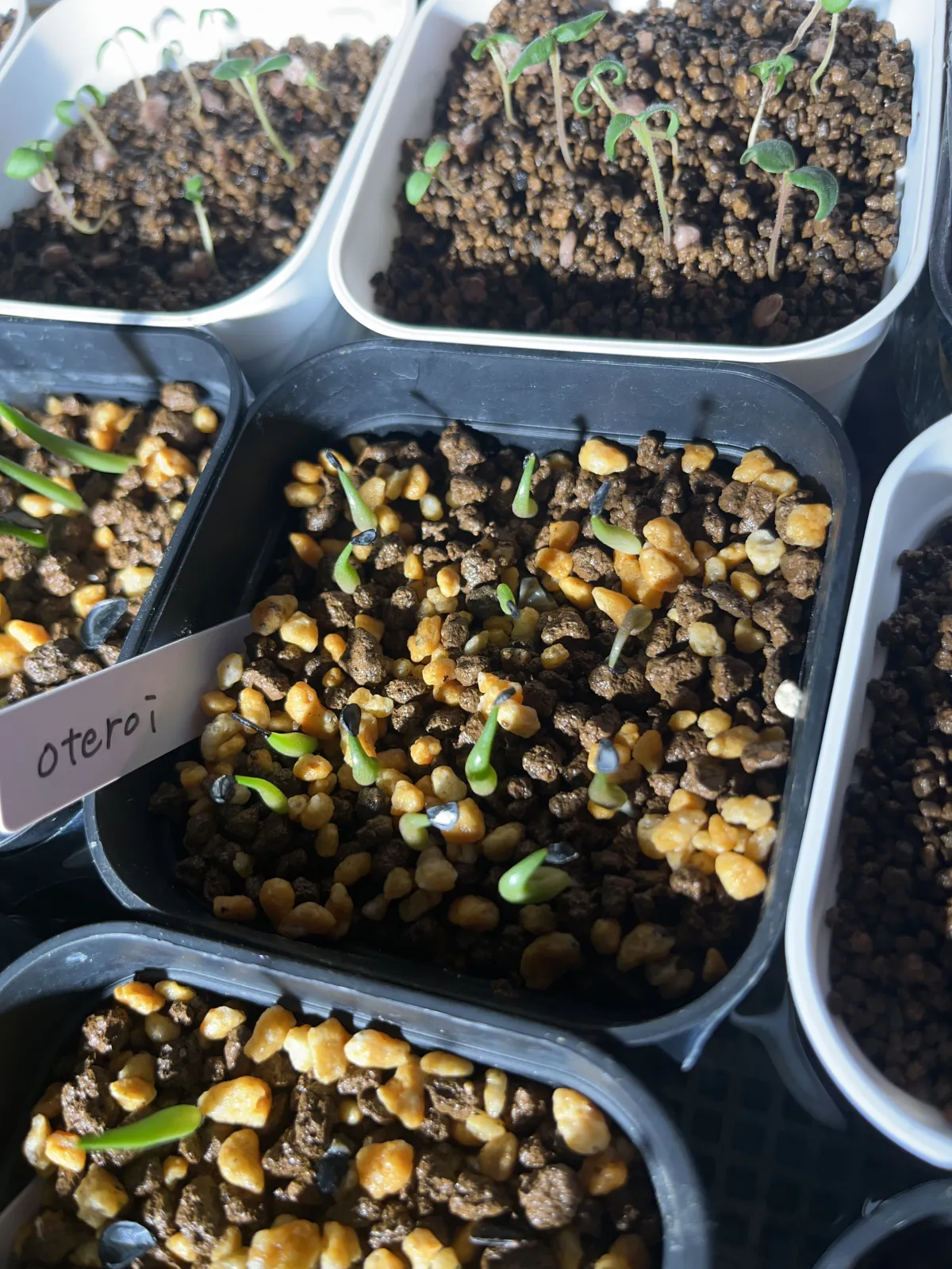 Agave oteroi Lot. (アガベ オテロイ)