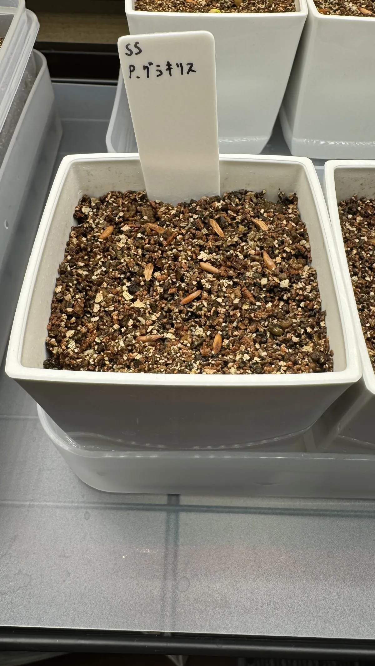 Pachypodium rosulatum var. gracilius ([無料種子] 発芽難 パキポディウム グラキリス　)