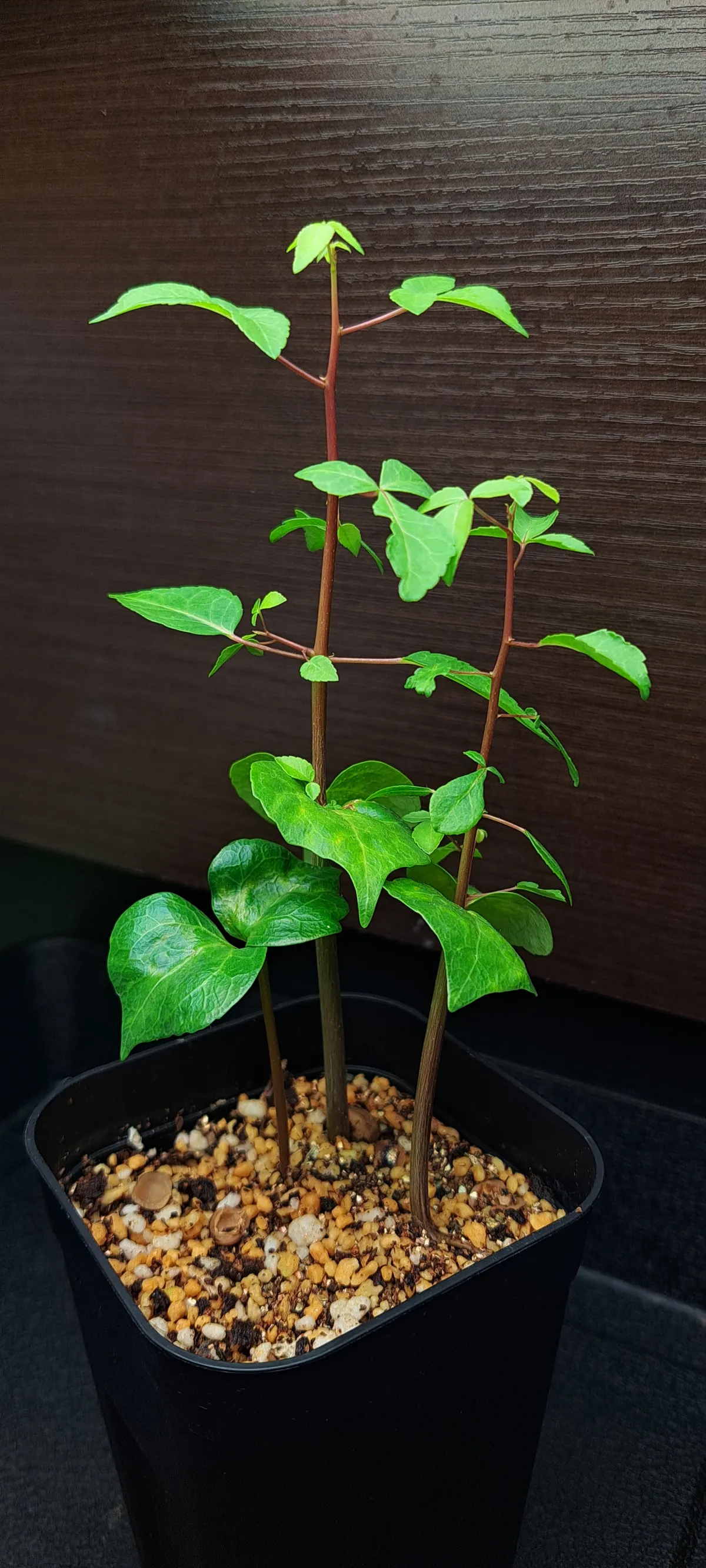 Commiphora mildbraedii ([無料種子] コミフォラ ミルドブラエディ ブラックバーク)