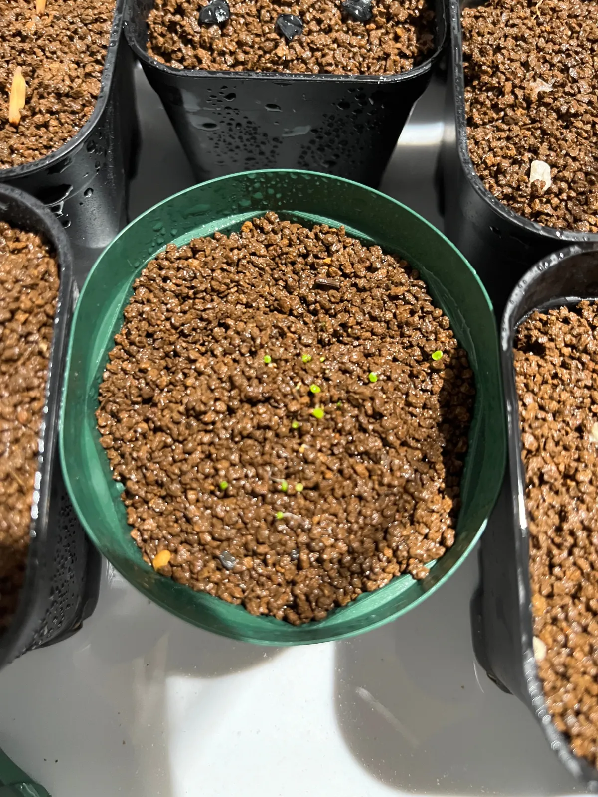 Lithops Mix Seeds (リトープス ミックス)