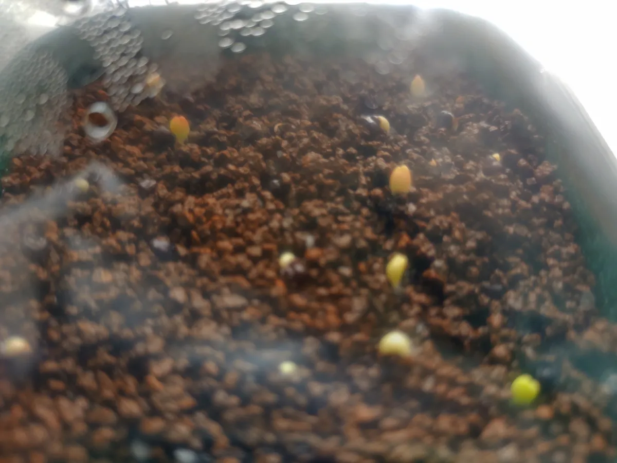Astrophytum asterias gonzales (アストロフィツム ゴンザレス)